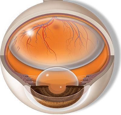 anatomia del ojo